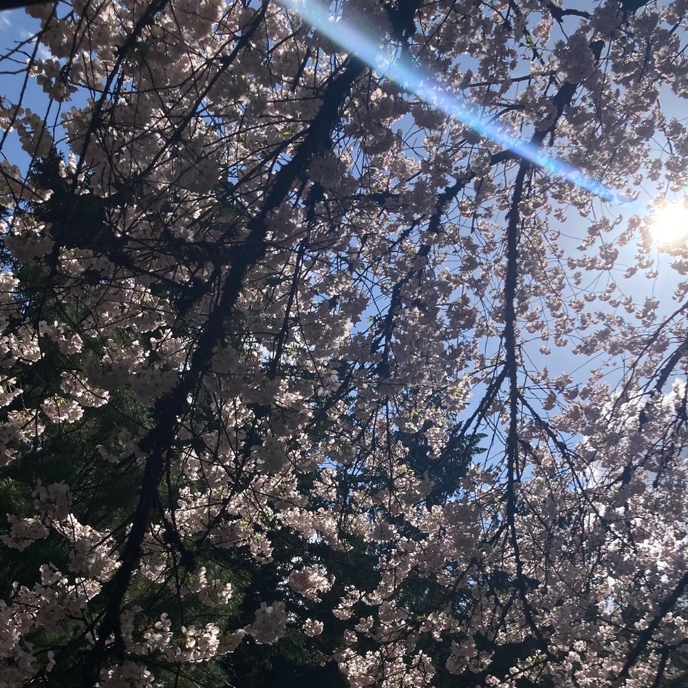 Meet your Posher, Sierra Alexandra